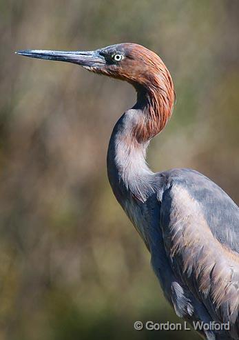 Reddish Egret_36094.jpg - Reddish Egret (Egretta rufescens) photographed along the Gulf coast in Port Aransas, Texas, USA.